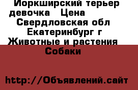 Йоркширский терьер девочка › Цена ­ 25 000 - Свердловская обл., Екатеринбург г. Животные и растения » Собаки   